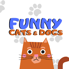 FUNNY CATS