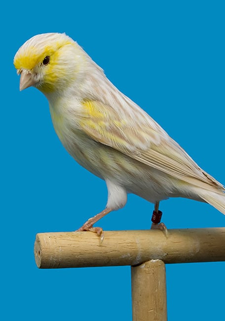 PSİTTACUS BEYAZ KURU PREMIUM YUMURTA ÜRÜNÜ 5kg