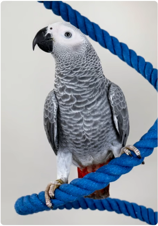 PİSTTACUS PARROT MAINTENANCE 3kg