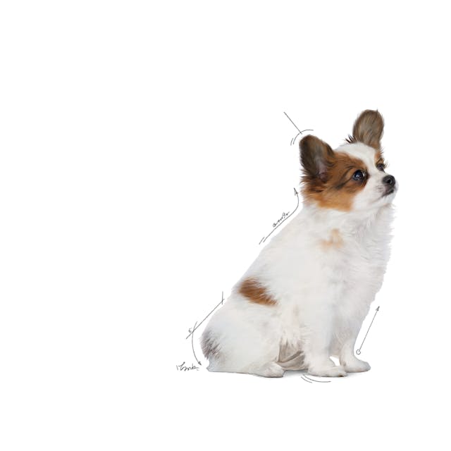 Royal Canin X Small Puppy Yavru Köpek Maması 3 Kg