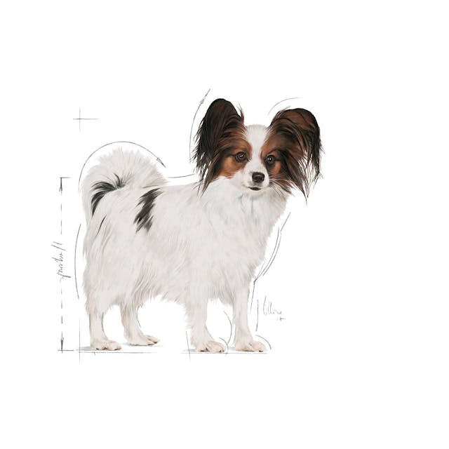 Royal Canin X Small Adult Yetişkin Köpek Maması 3 Kg